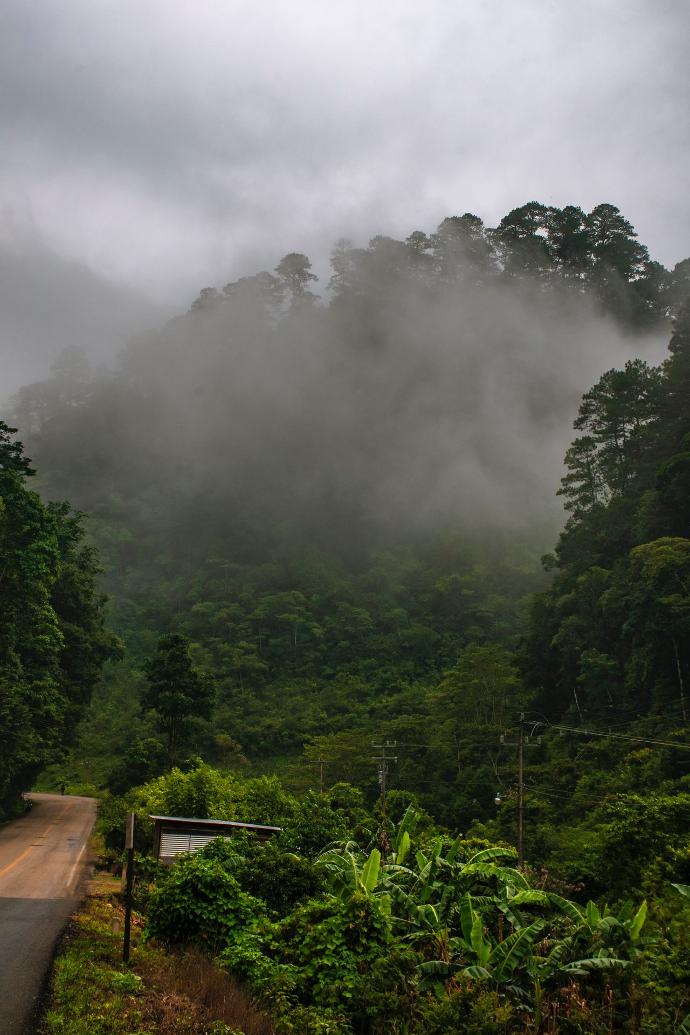 green trees covered by fog